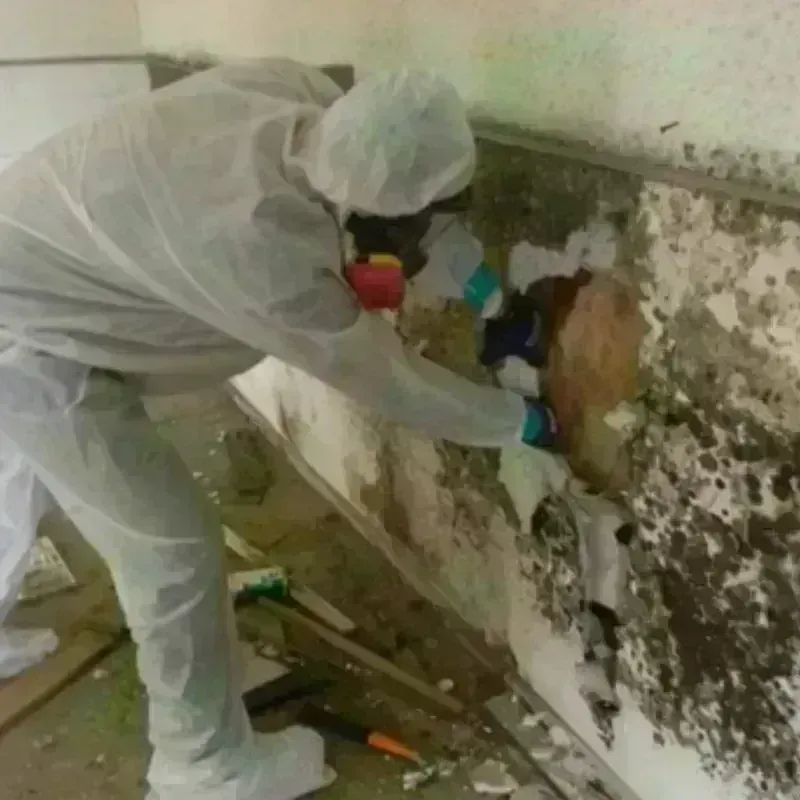 Best Mold Remediation and Removal Service in Newport East, RI